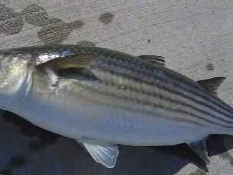 catching mullet