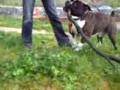 Roni Dog- Bulldog Ingles cruzado American Standford Terrier