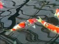 beautiful koi moments / Momotaro