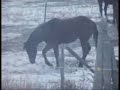 HORSES IN MY YARD HORSES IN MY YARD
