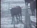 HORSES IN MY YARD
