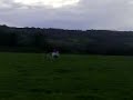 * Me & Prec gallopin/canter bareback *