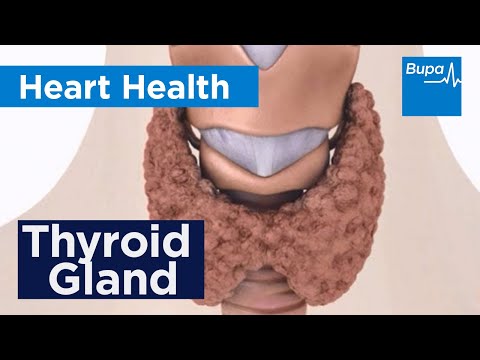 how to help underactive thyroid