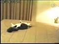 catcrash