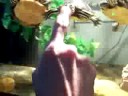Red Eared Sliders Swimming In Their Tank