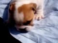 Bulldog puppies at four weeks old Bulldog puppies at four weeks old