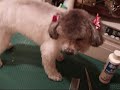 ???????????The cat which dogs like?trimming