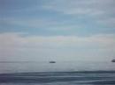 Finbacks off Campobello