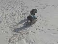 IGs training rubber band rabbit coursing