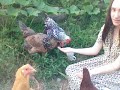 Feeding Our Chickens Feeding Our Chickens