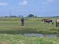 chevaux chevaux