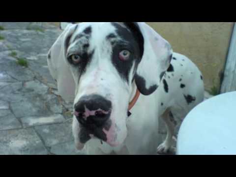 dog allemand