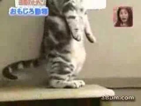 動物おもしろムービー*猫背じゃないニャYoutube(ゆーちゅーぶ)・Dailymotion動画