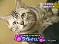 ưʪ���⤷���ࡼ�ӡ� ǭ�ؤ���ʤ��˥� ư��