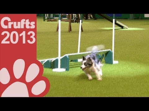agility - Agility - Championship Final - Crufts 2013 Give this video the thumbs up if you enjoyed and don't forget to subscribe! Follow Crufts on Twitter @KCLovesDogs ...