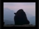 The Bear (The Musical) Part 1