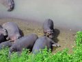 Hippos #3