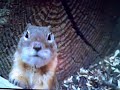 re: laughing prarie Dog