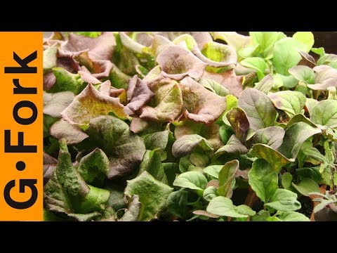 how to replant living lettuce