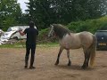 sauv equi paquita sauv equi paquita
