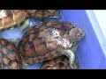 Guangzhou Pet Market