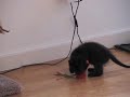 Kittens