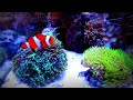 Nano reef "Bikini Bottom", 20.11.2011 LED Ligth_Master