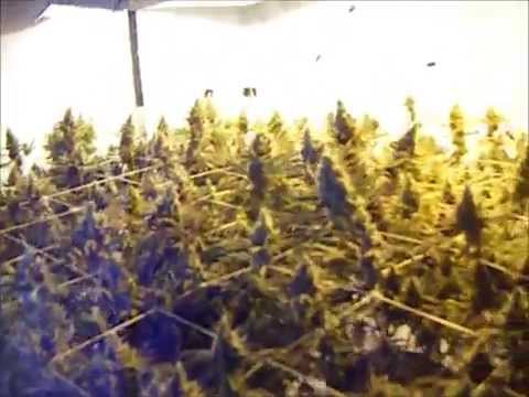 how to harvest every 3 weeks