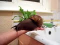 riesen schnecke
