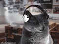 Very Funny Cats Part 4