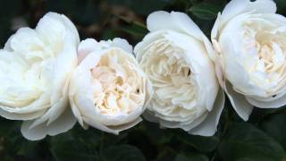 #478 David Austin Roses 2011 - Die Englische Rose William and Catherine 1v2