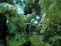 videos de Boxer Crab feeding