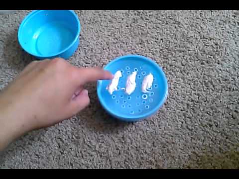 how to care apple snail