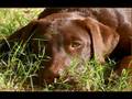 Lar Shackelford's Dog Art Collection