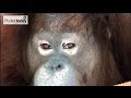 Saving Milo - the rescue of the Phuket Zoo..