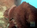 Giant Octopus at the New York Aquarium