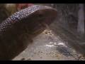 videos de SDV_0008.MP4