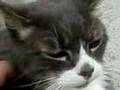 la maaf du chat