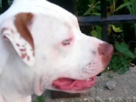 red nose pitbull