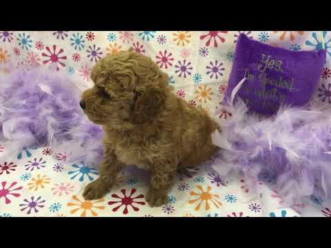 Jenny redwhite girl toy poodle