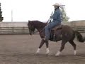 My Smart Quixote- Ranch gelding for sale