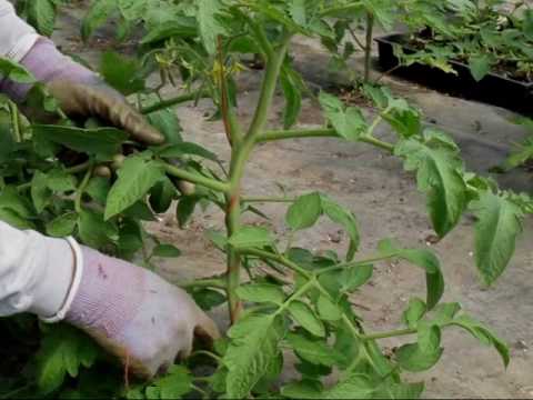 how to get more yield from tomato plants