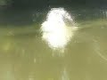 Tarpon Eat Tarpon Eat