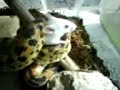 snake killer