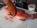 Fillet a Fish (Coral Trout) Fillet a Fish (Coral Trout)