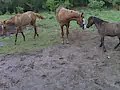 Crazy Little Horses.