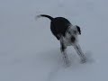 Dog steals sleds from kids - Funny