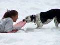 Dog steals sleds from kids - Funny