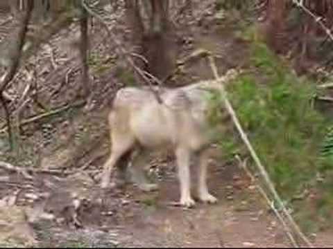 Gray Wolf