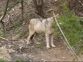 Gray Wolf